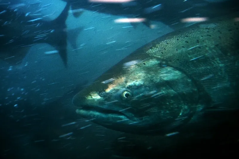 Swai vs Catfish Price
