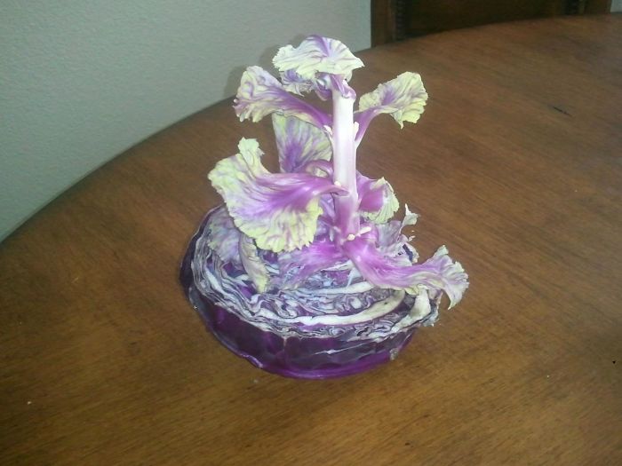 17 ужасающих фотографий, которые показывают, что происходит, когда фрукты и овощи начинают рано прорастать