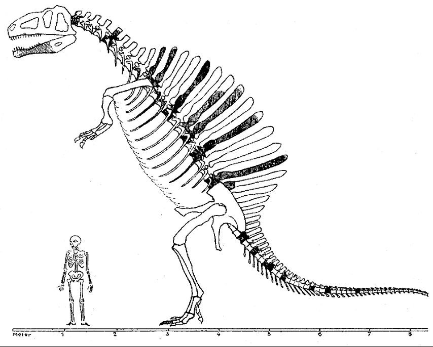1910 Spinosaurus