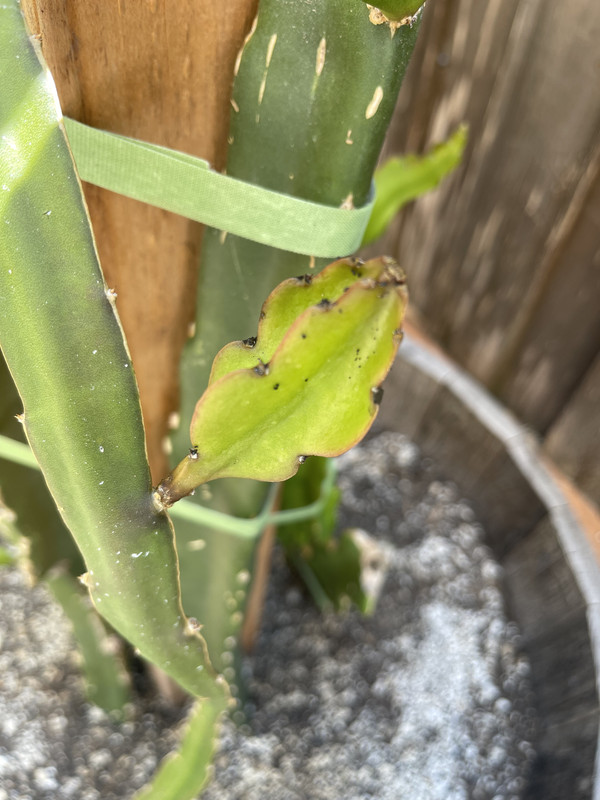 D6923AE2-A378-4AD8-91AF-29E1FCC95AD7