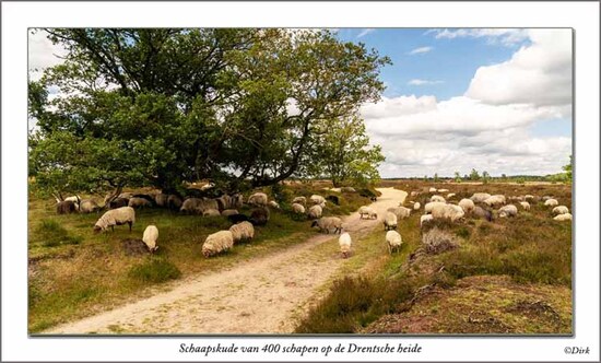schaap.jpg