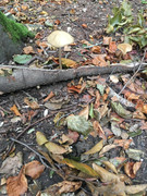 IMG 0950
