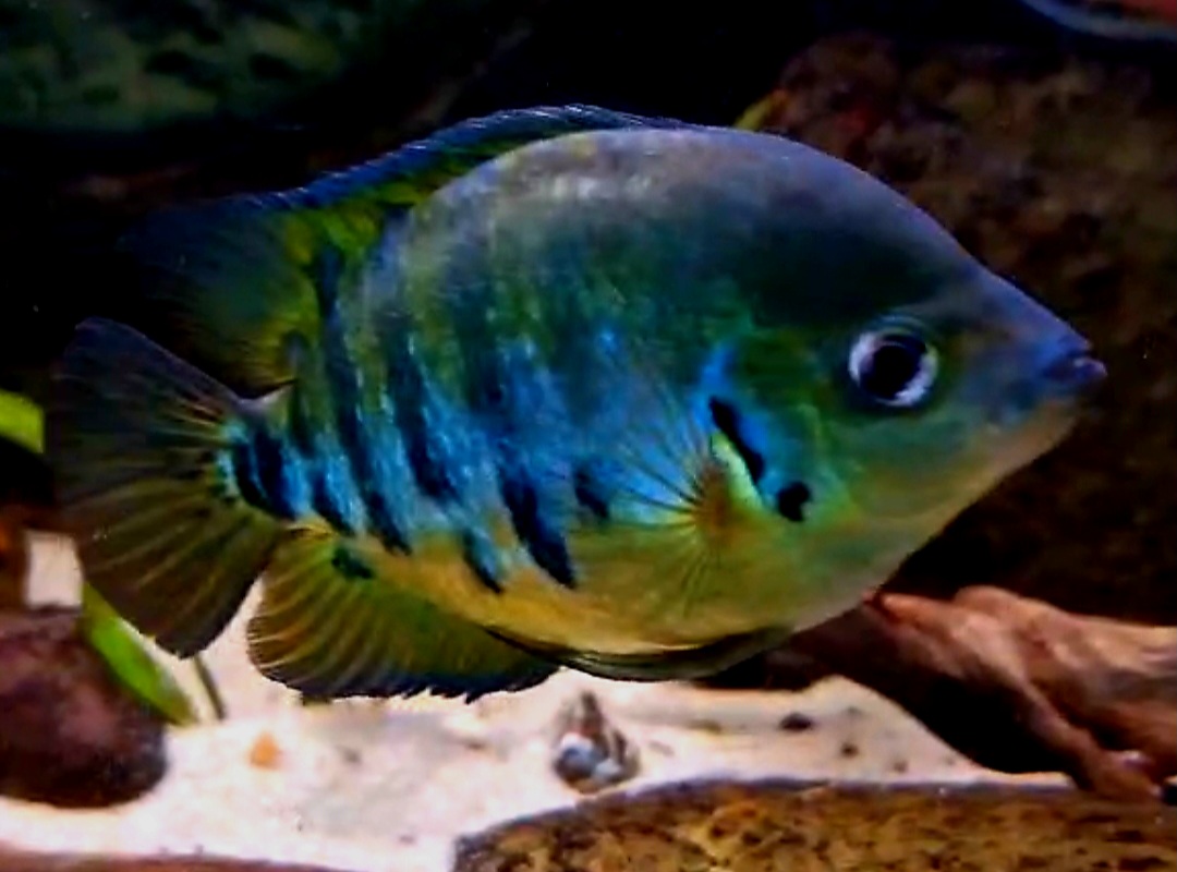 Screenshot 20260313 130442 Video Player