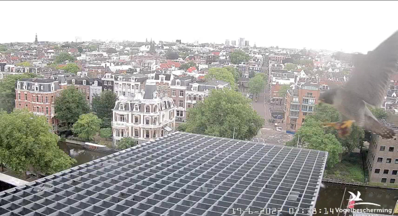 Amsterdam/Rijksmuseum screenshots © Beleef de Lente/Vogelbescherming Nederland - Pagina 29 Video-2022-06-19-074045-Moment