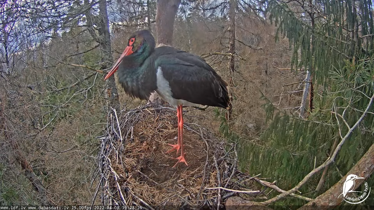 Melnais stārķis (Ciconia nigra) Siguldas novadā - LDF tiešraide 13-14-36 screenshot