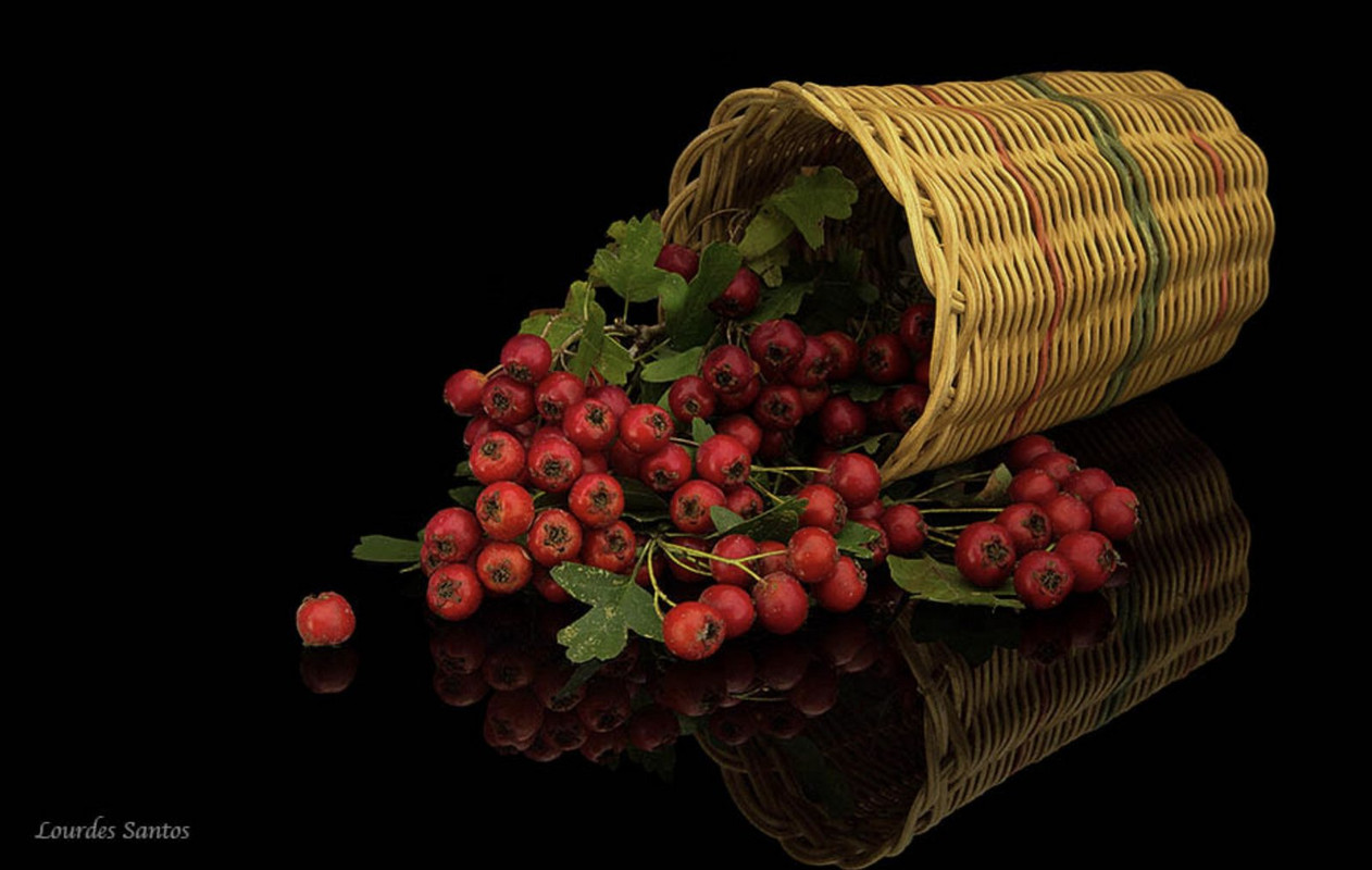 red-radishes-dis.jpg