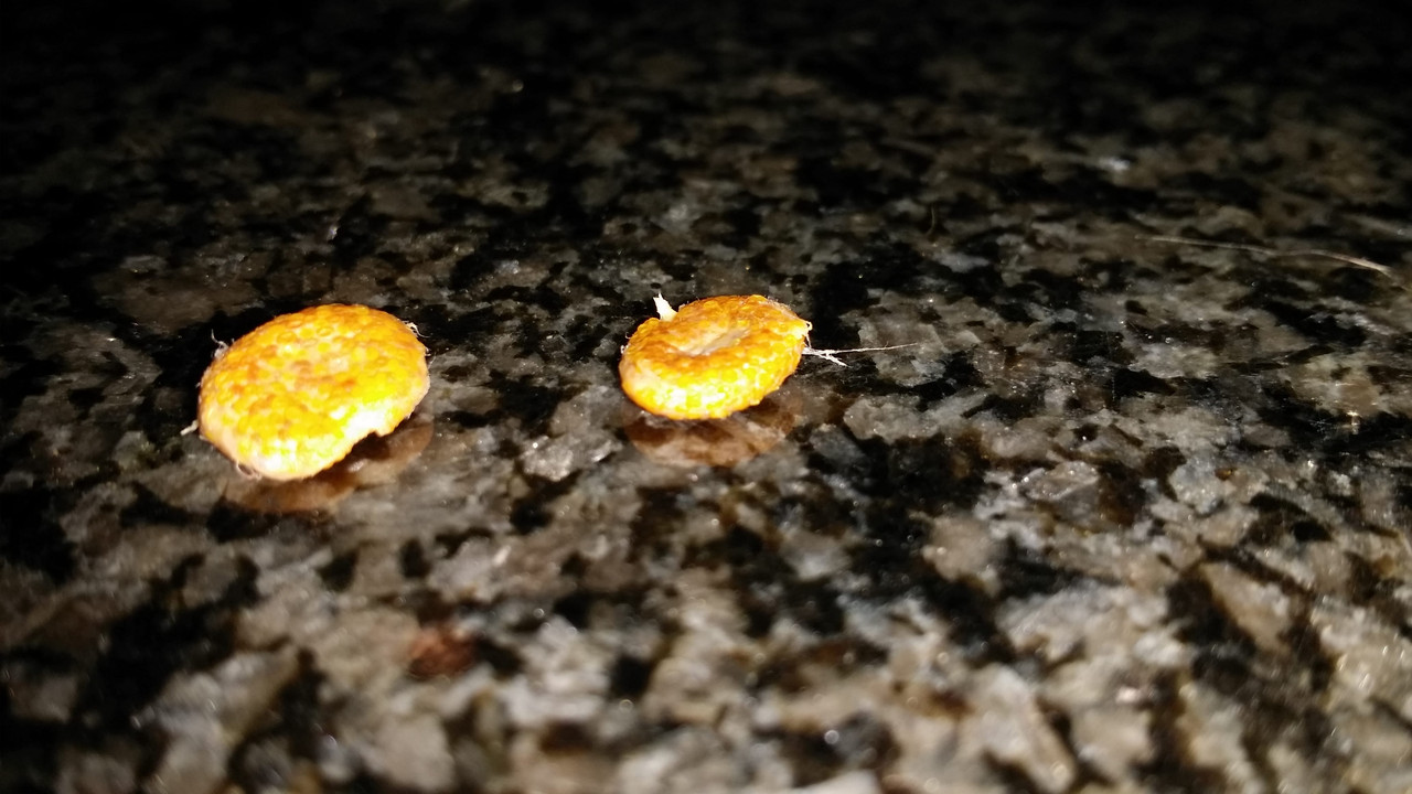 ArazaSeeds