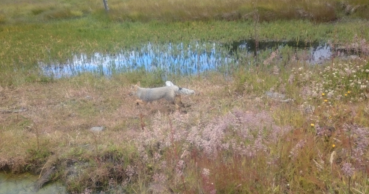 Аргентина (16)