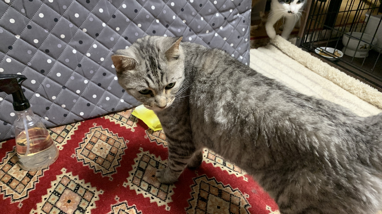 Gu-chan, My Rescue Cat in Saku City|A Gentle Companion by My Side
佐久市で暮らす保護猫、グーちゃん|そばに寄り添ってくれる優しい猫
