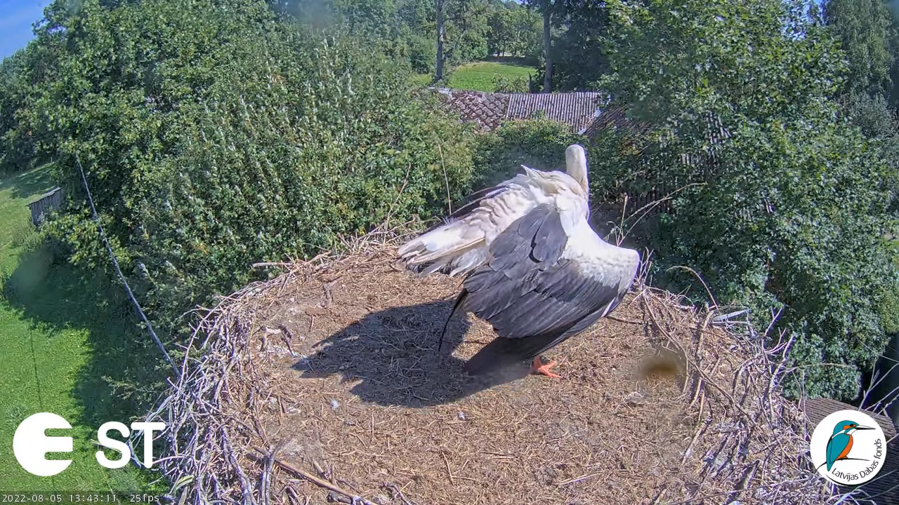 Baltie stārķi (Ciconia ciconia) Tukuma novadā - LDF tiešraide __ White storks in Tukums, Latvia 4-45