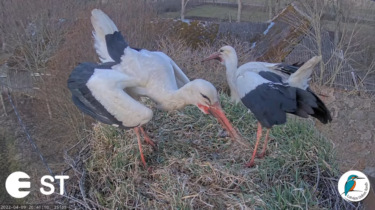 Baltie stārķi (Ciconia ciconia) Tukuma novadā - LDF tiešraide __ White storks in Tukums, Latvia 10-5
