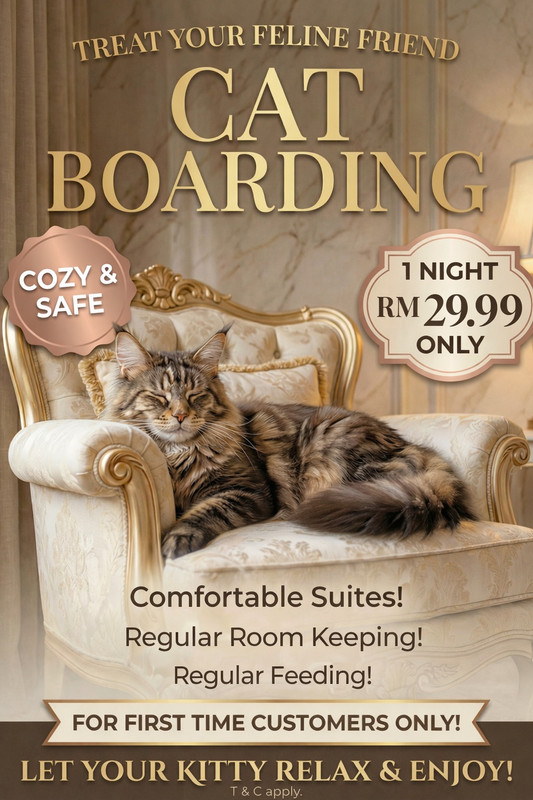 Cat Boarding Offer