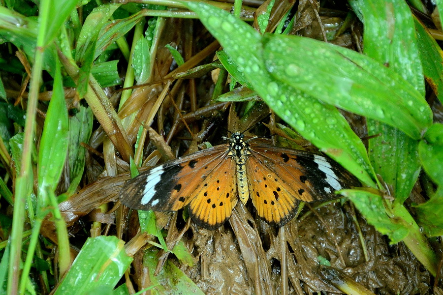Геликонида