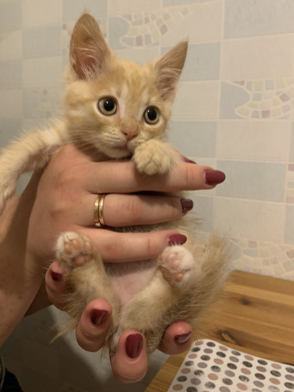 BCA44366-1249-4078-9F6A-5CC8D3D243F2