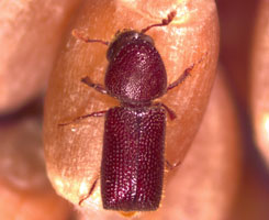 lgb-gcm-dorsal
