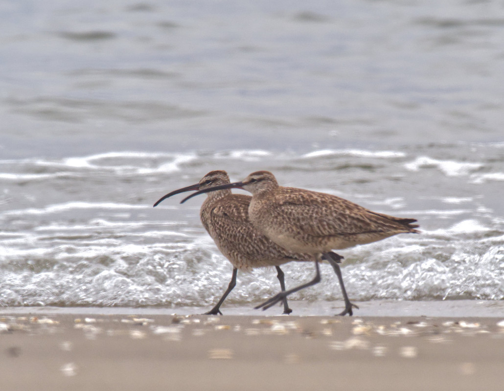 Whimbrels