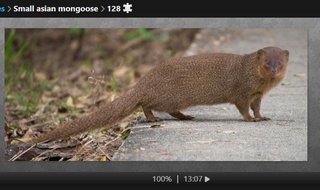 mongoose.jpg