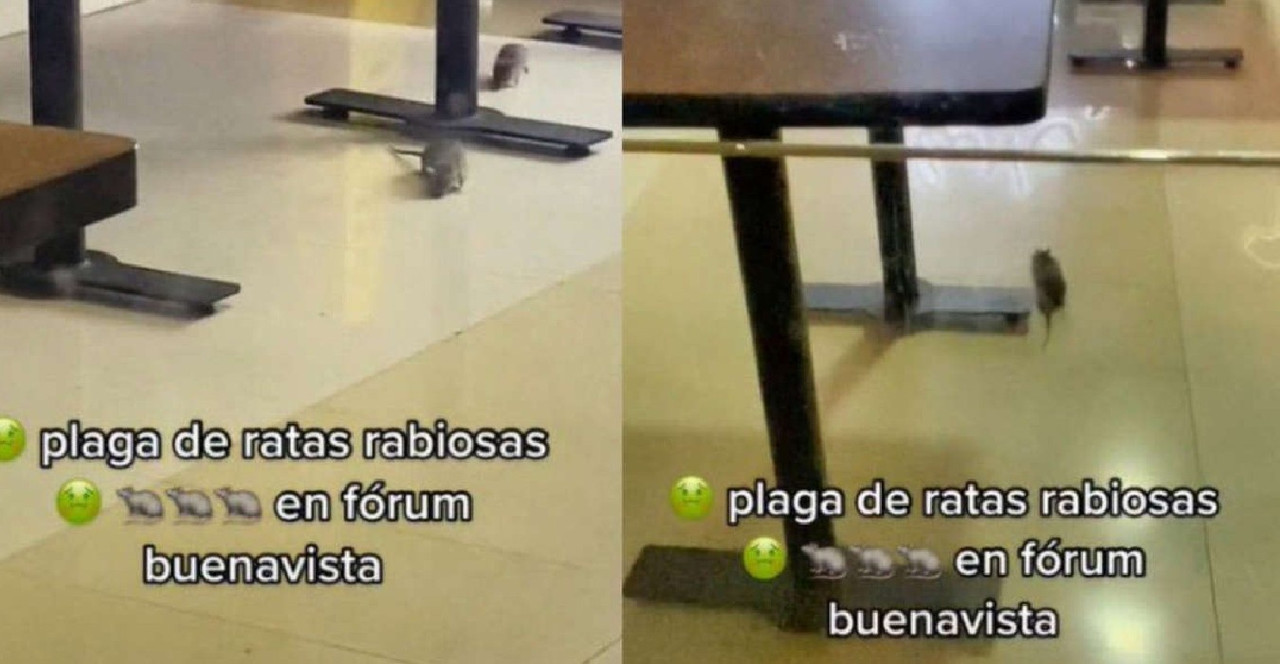 Graban a ratas paseando dentro de un restaurante en Forum Buenavista 