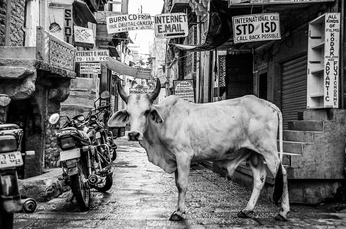 blacknwhite-cow-architecture-2566974-1280.jpg
