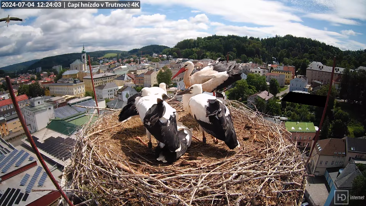 Tiešraidē no stārķa ligzdas uz alus darītavas skursteņa Trutnovā 9-50-48 screenshot