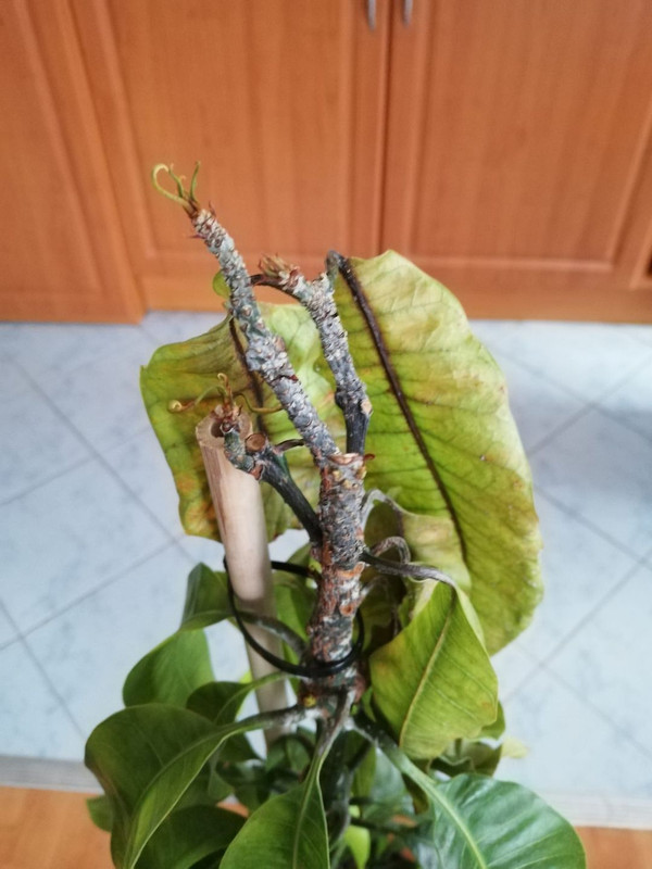 beteg mango
