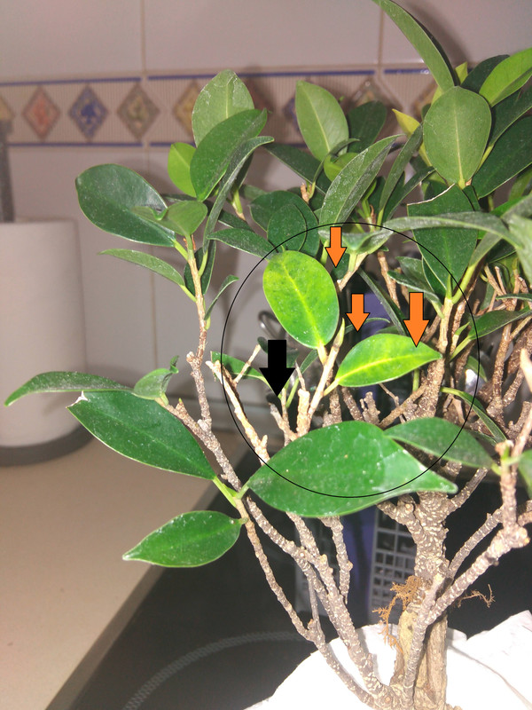 ficus 12 abril