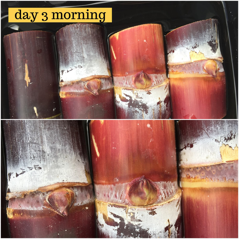day-03-morning.jpg