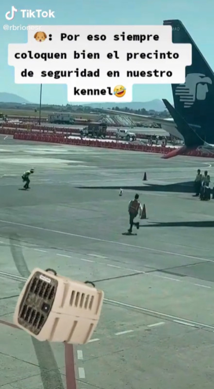 Perrito armó persecución en medio del aeropuerto al meterse a la pista