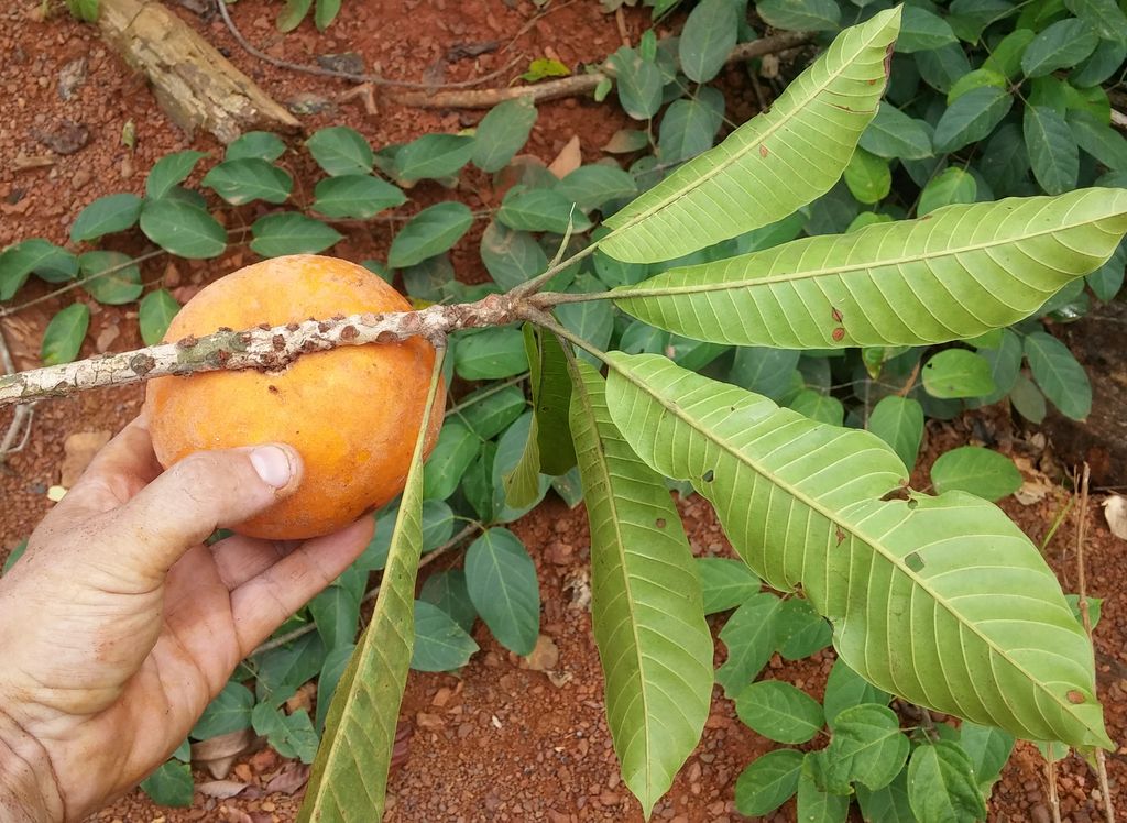 pouteria sp4_1