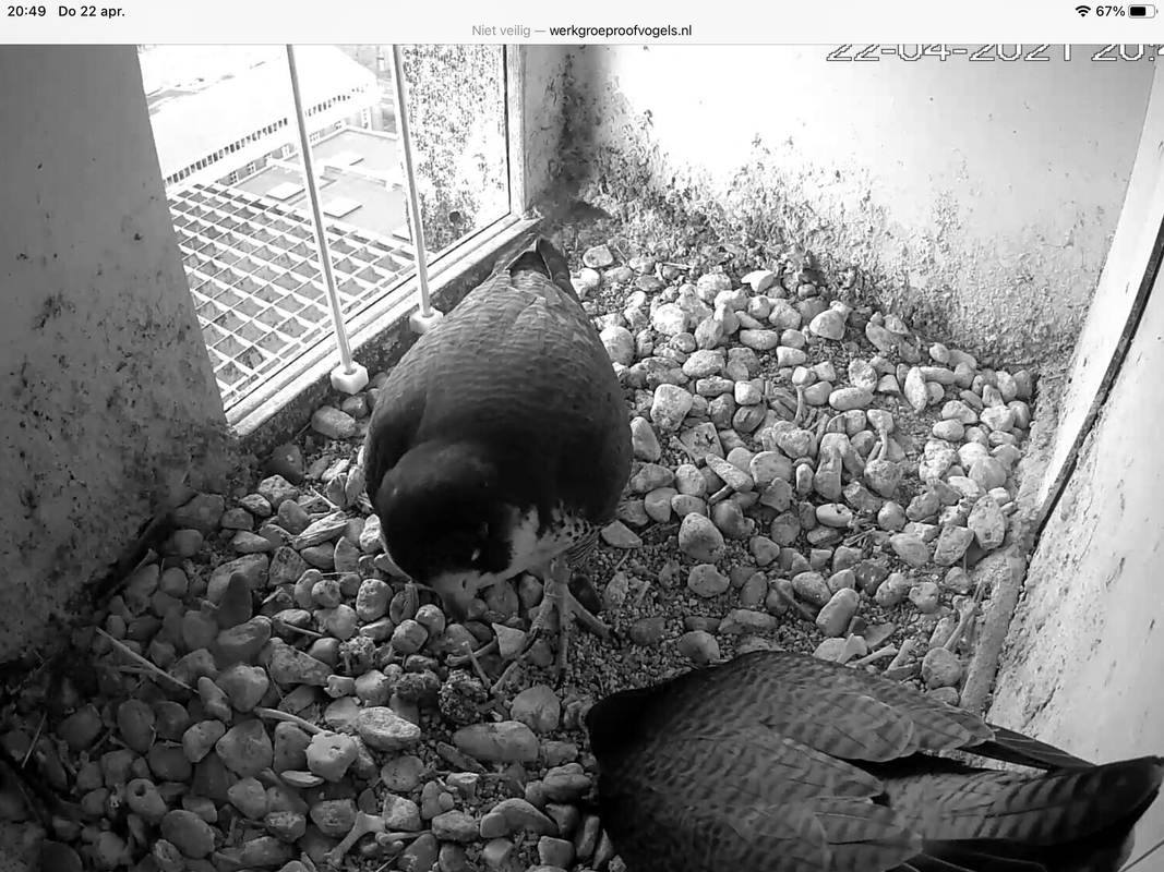 9835 D993 5804 4747 8086 F6 E1 F627 C9 E9 Postimages