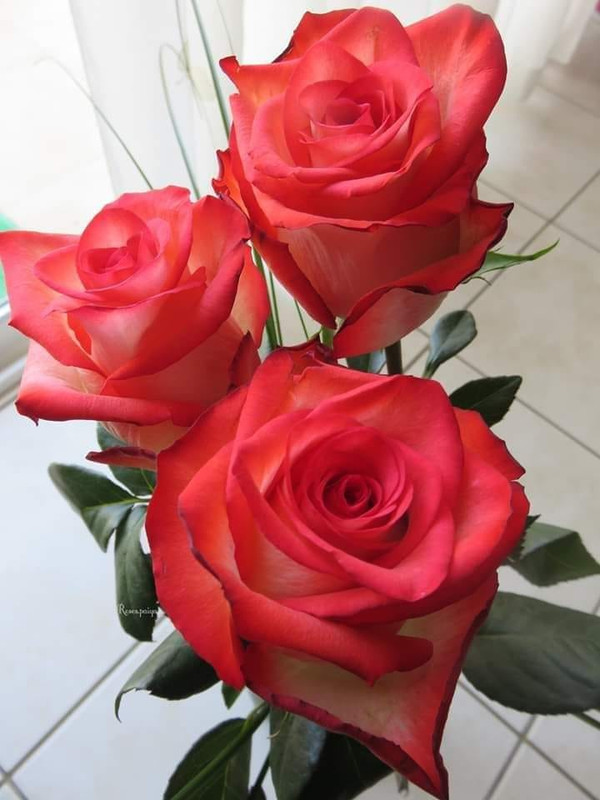 142355488_448163773276675_6226855905398614389_n