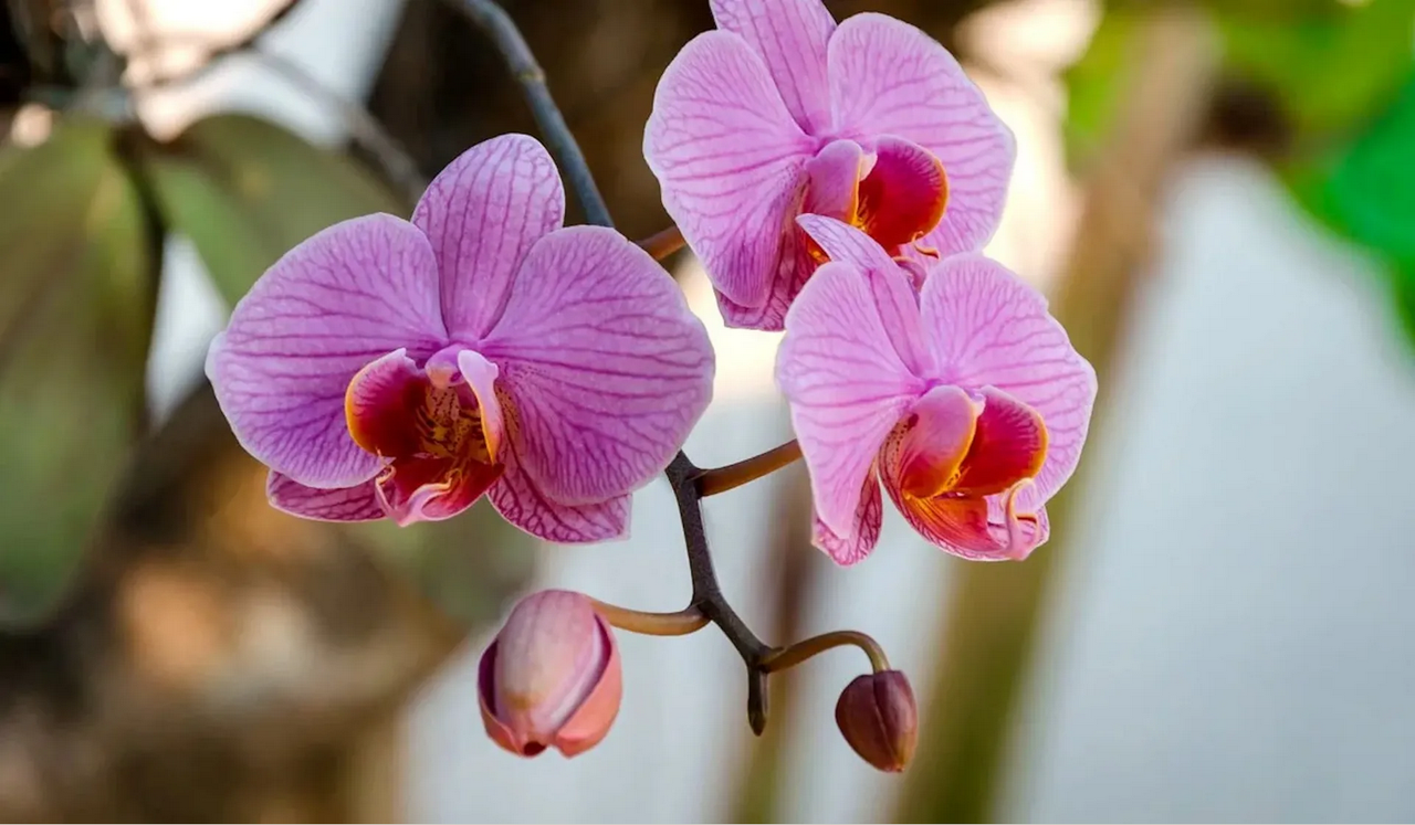¿Cómo se riegan las orquídeas y cada cuánto tiempo?