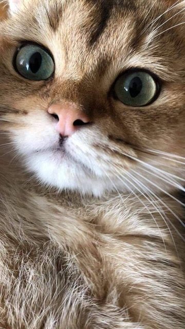 Catcloseupdc2af017c2dc9b943f0b877b.jpg