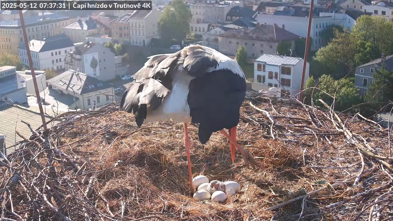 Živě z čapího hnízda na pivovarském komíně v Trutnově 5-44-12 screenshot