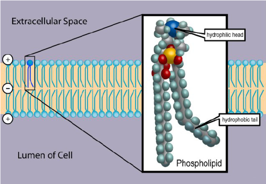 The-most-common-molecule-that-provides-t