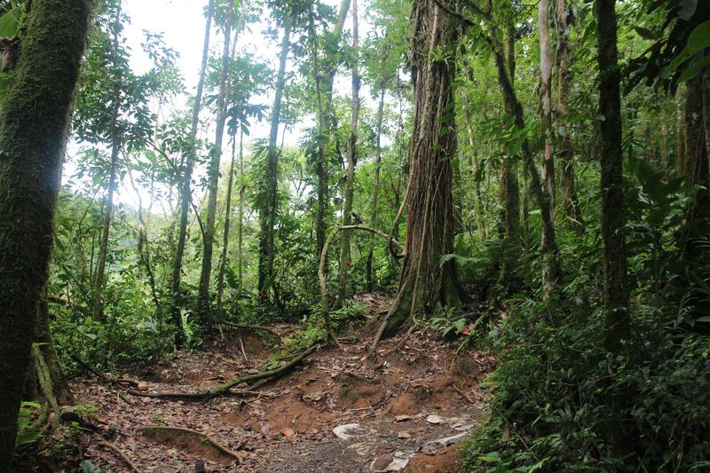 DIA 10: RIO CELESTE - DE TORTUGAS Y PEREZOSOS. COSTA RICA 2019 (18)