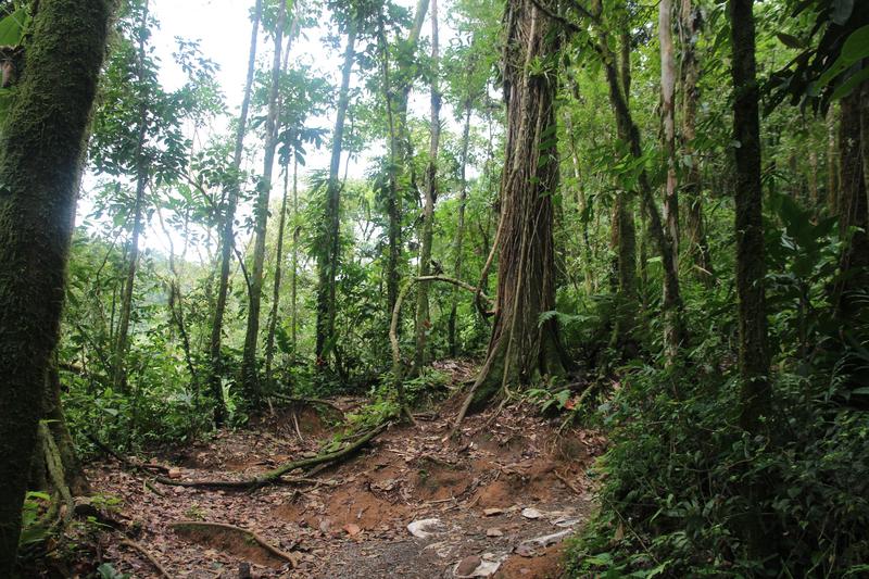 DIA 10: RIO CELESTE - DE TORTUGAS Y PEREZOSOS. COSTA RICA 2019 (18)