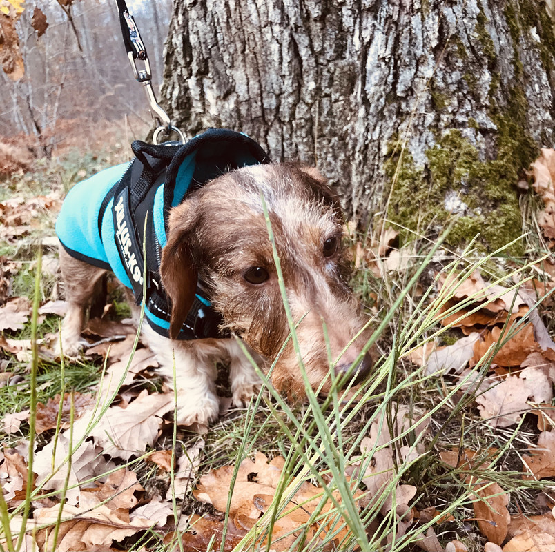 [Image: 77-C78878-F743-4-CDD-AFD5-3876-FDB86311.jpg]