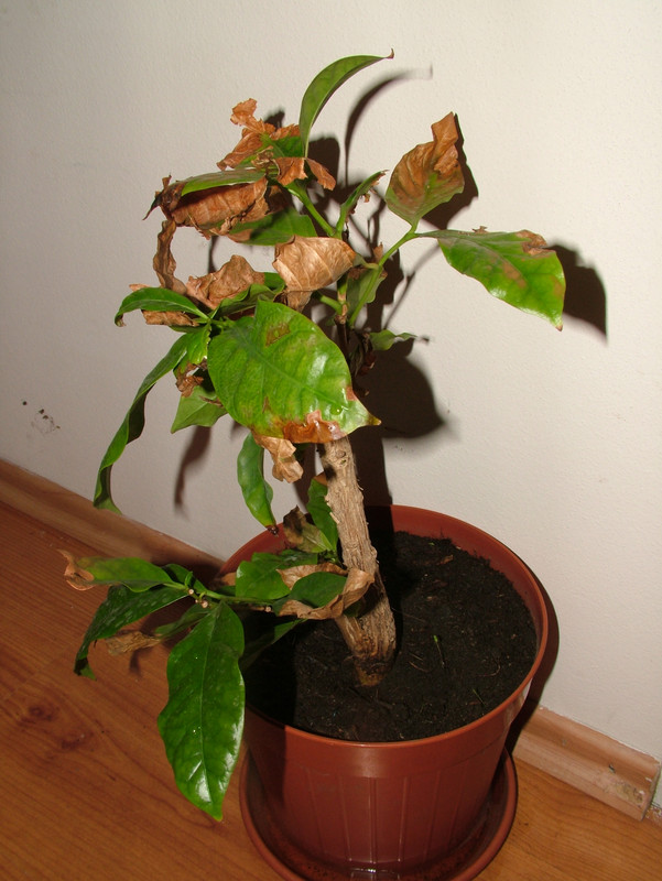 DSCF0935