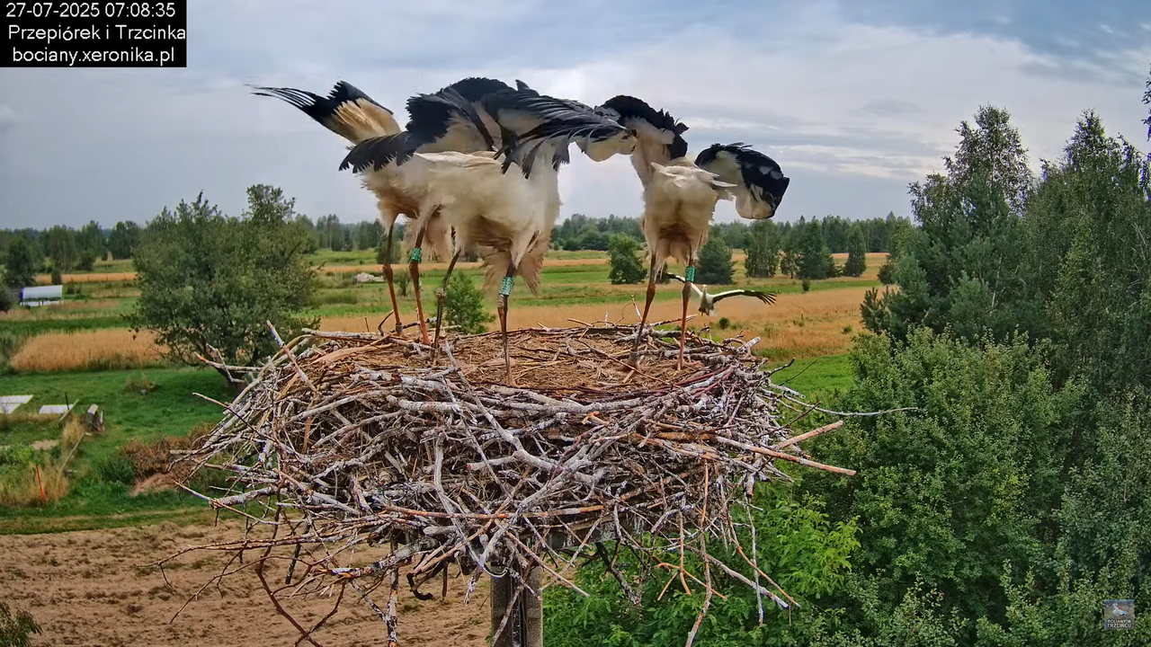 27072025bociany15