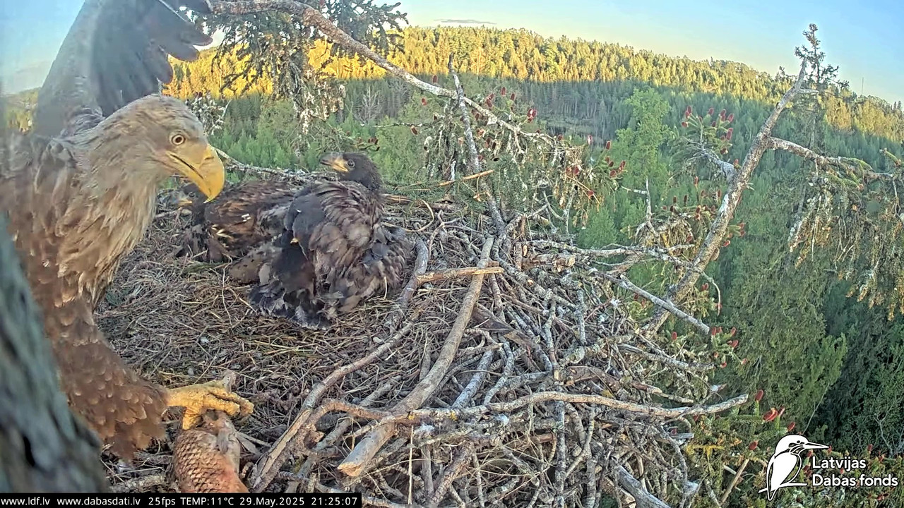 vlcsnap-2025-05-30-04h49m35s227