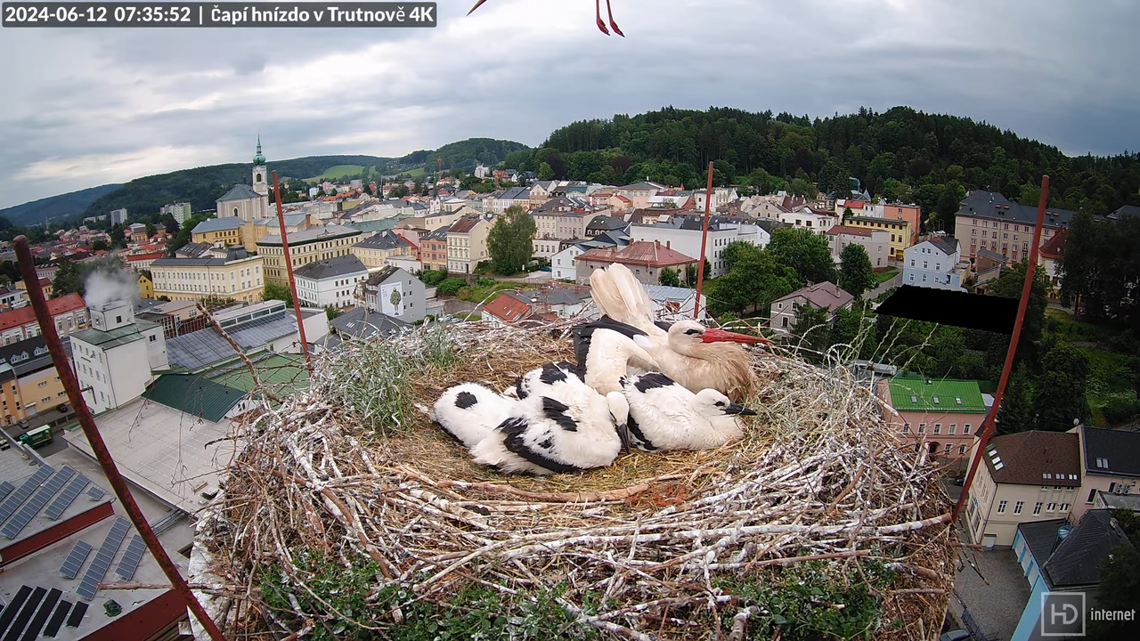 Tiešraidē no stārķa ligzdas uz alus darītavas skursteņa Trutnovā 9-3-2 screenshot (1)