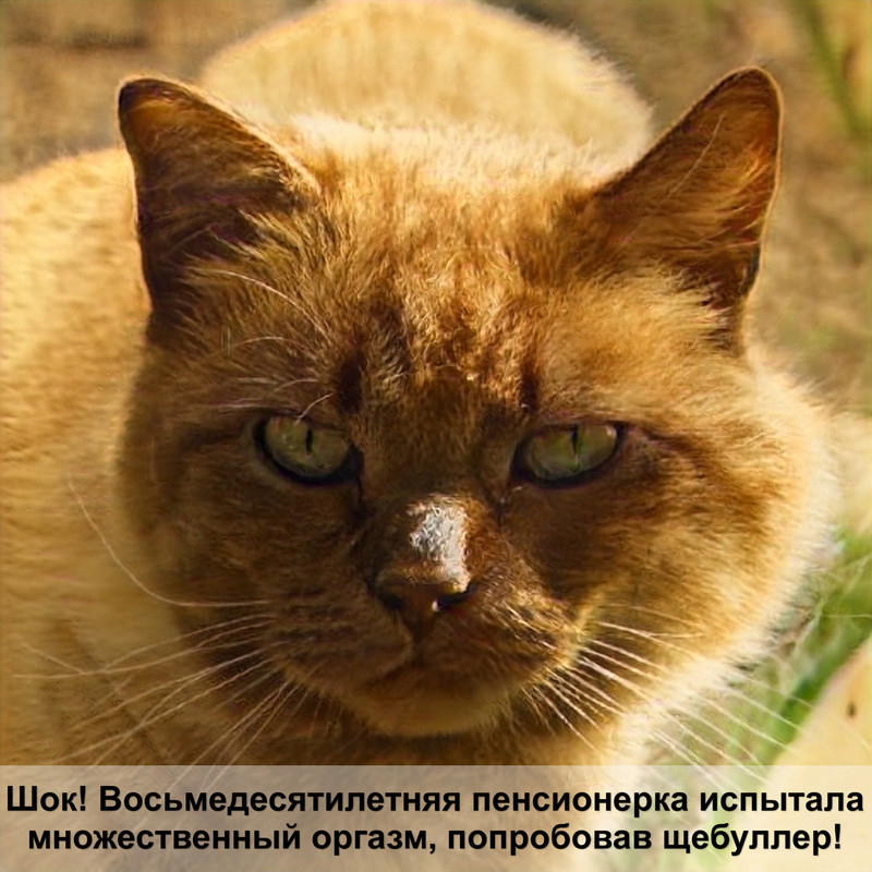 шотландская вислоухая кошка шерсть