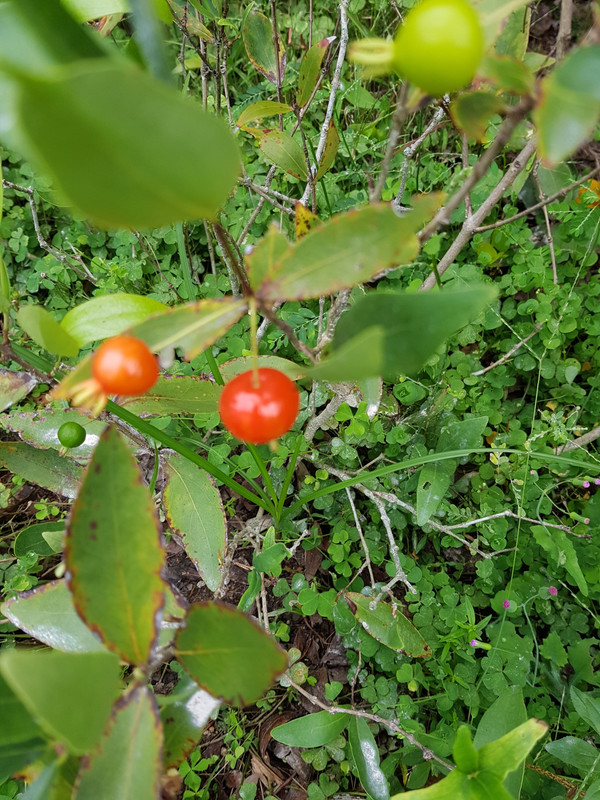 Eugemia Pitanga