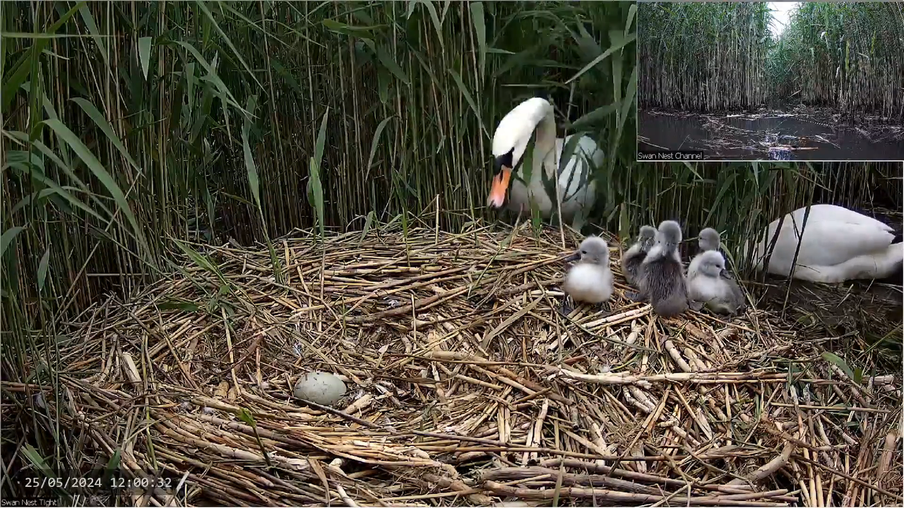 🔴 LIVE Gulbju ligzda 🦢 _ Putnu kameras _ Roberts E Fullers 17-5-50 screenshot (1)