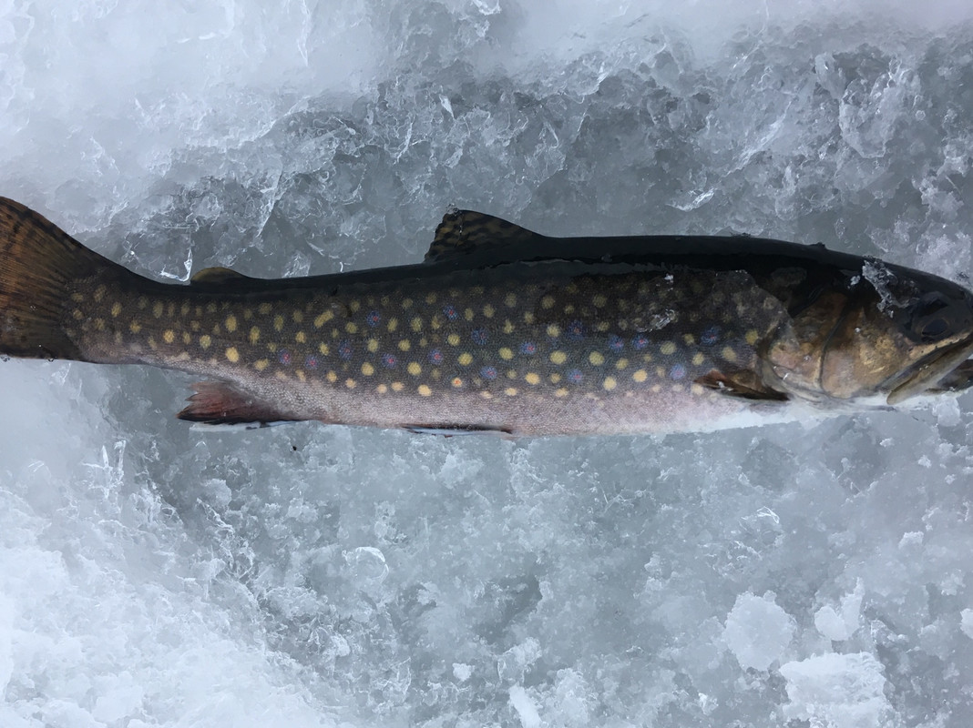 5A3A3BF3-1341-481B-8EAC-2A26278687D0