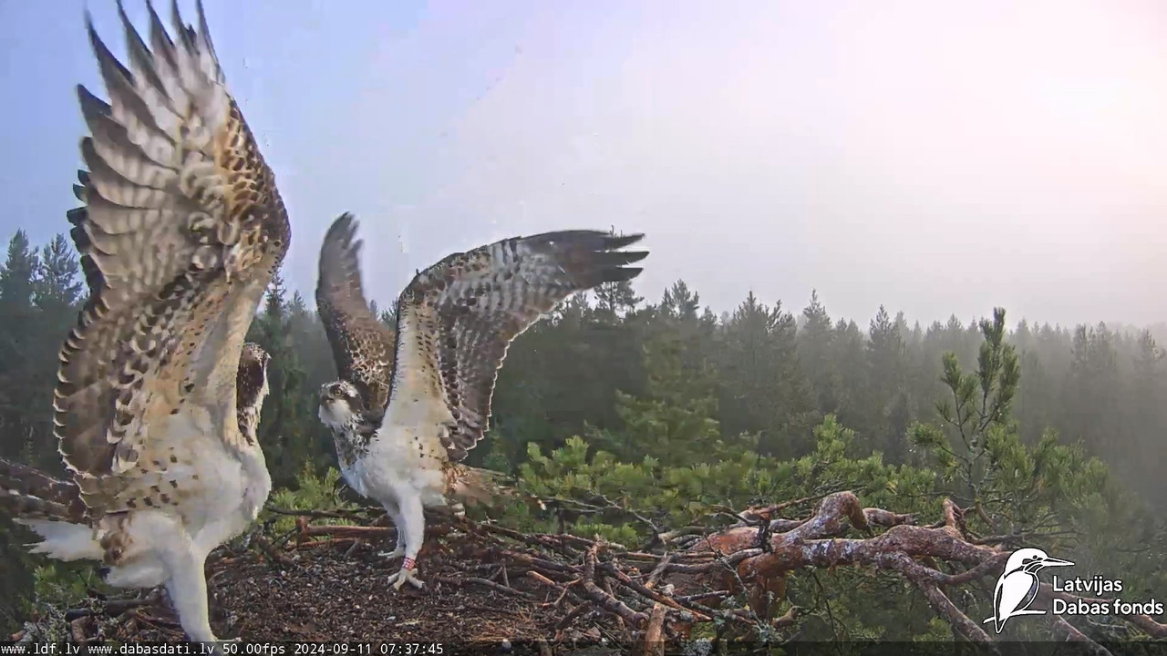 Zivju ērglis (Pandion haliaetus) Kurzemē - LDF tiešraide_20240911_082549.227