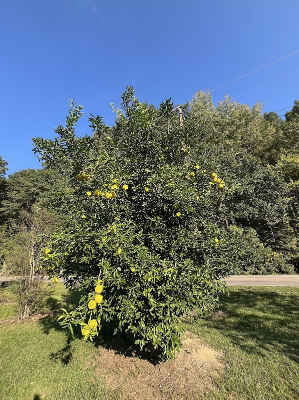 IL tree
