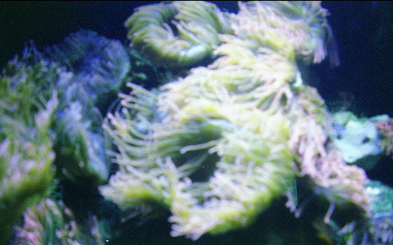 anemones