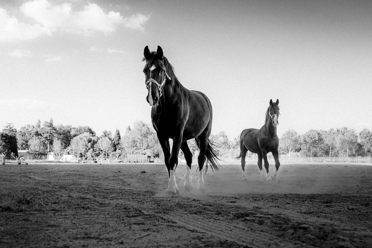 blacknwhite-horses2.jpg